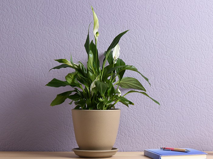 Potted peace lily plant, cup and notebook on wooden table near color wall. Space for text